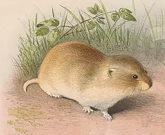 Из первоописания формы strauchi,рис. Г. Мютцеля