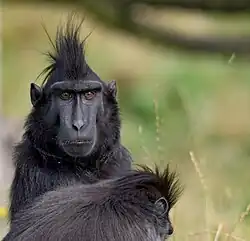 Хохлатый макак