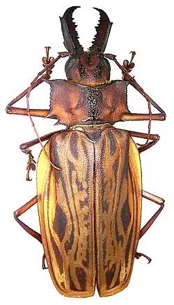 Macrodontia cervicornis
