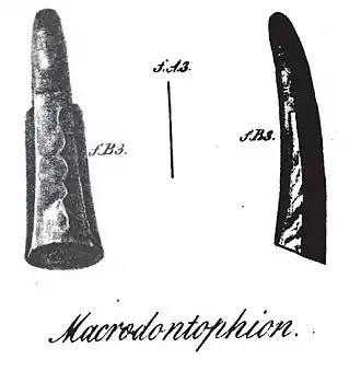 Macrodontophion, голотип в двух проекциях (по Zborzewski, 1834)