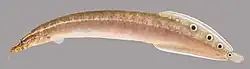 Сиамский хоботнорыл (Macrognathus siamensis)