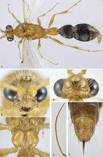 Macroocula asirensis