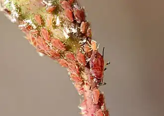 Зелёная розанная тля Macrosiphum rosae