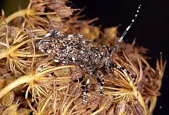 Acanthoderes clavipes