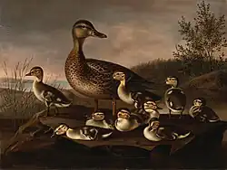 Утка с утятами