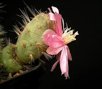 Cumulopuntia subterranea