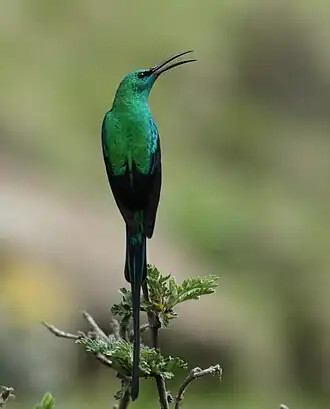 Малахитовая нектарница