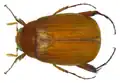 Maladera mollis