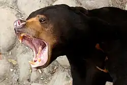 Малайский медведь