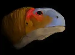 Реконструкция головы