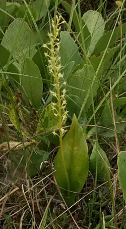 Мякотница однолистная