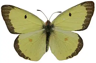 Colias philodice, ♂