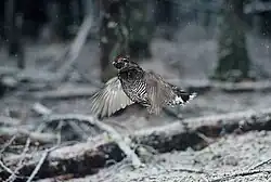 Токующий самец в прыжке