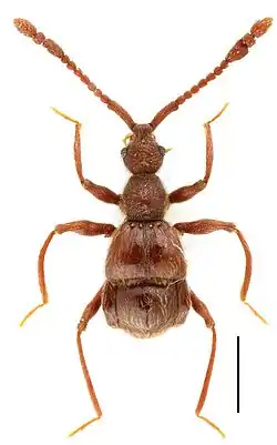 Linan tendothorax