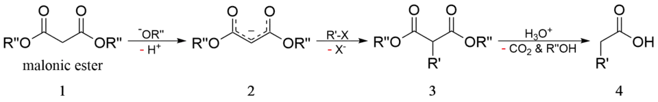 Malonic ester synthesis