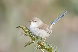 Взрослый самец вне периода размножения