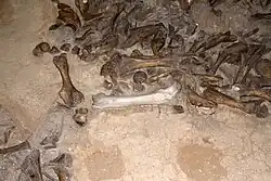 Кости мамонта в основании жилища
