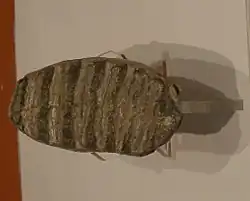 Коренной зуб южного слона