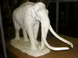 Скульптура южного слона в Зоологическом музее Санкт-Петербурга