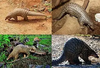 1-й ряд: индийский ящер, китайский ящер;2-й ряд: Manis culionensis, яванский ящер.