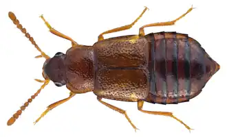 Mannerheimia arctica