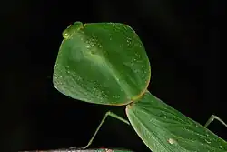 У богомолов подсемейства Choeradodinae переднеспинка очень расширена в виде листа