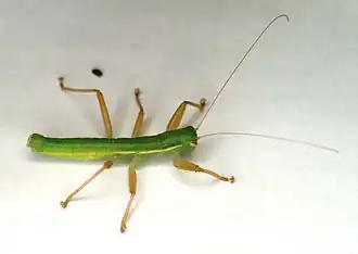 Mantophasma zephyrum