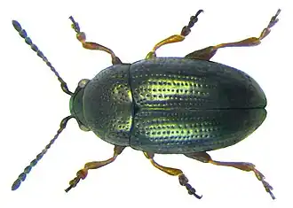 Mantura obtusata