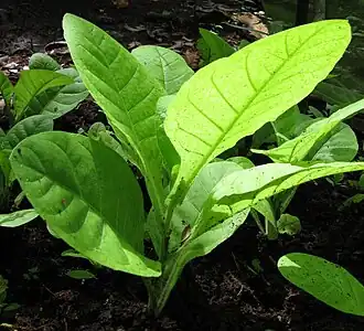 Общий вид растения, стадия шестой пары листьев