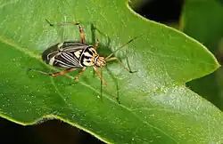 Calocoris striatellus