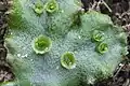 Выводковые тела на талломе маршанции многообразной (Marchantia polymorpha)