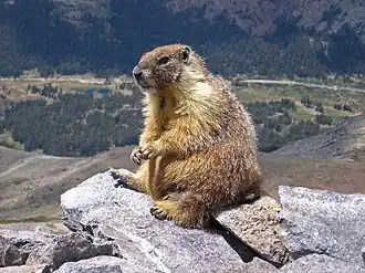 Marmota flaviventris