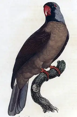 Иллюстрация Жака Баррабана