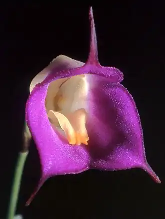 Цветок Masdevallia uniflora— типового вида рода Masdevallia