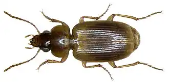 Masoreus wetterhallii