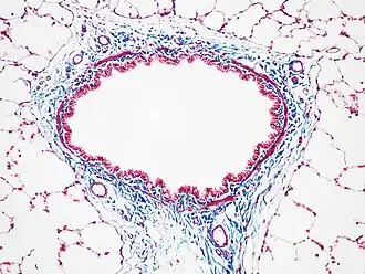 Бронх крысы, окраска трихромом Массона