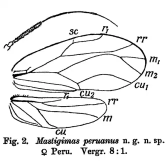 Антенна и крылья самки Mastigimas peruanus