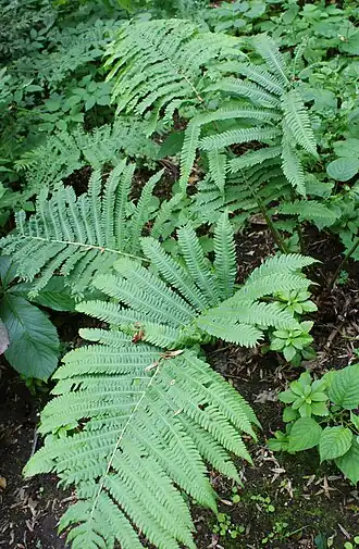 Страусник восточный