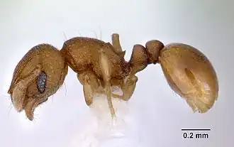 Рабочая особь Mayriella abstinens