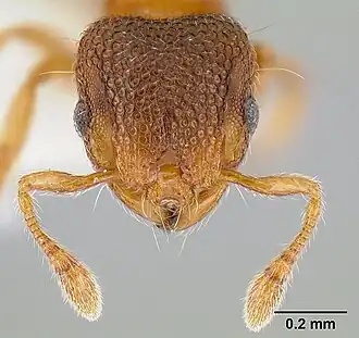 Муравей Mayriella ebbei