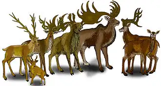 Виды гигантских оленей (слева направо): M. savini, M. cazioti, M. obscurus, M. pachyosteus, M. giganteus и M. verticornis