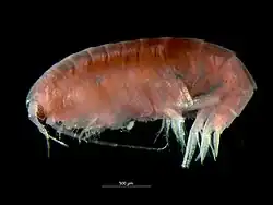 Megaluropus agilis (Megaluropidae)