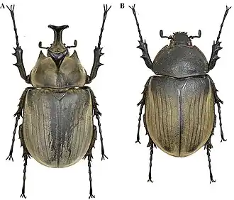Самец и самка