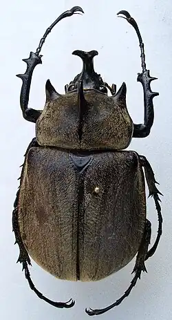 Самец Megasoma gyas