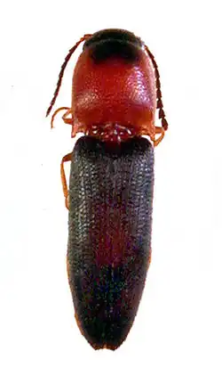 Melanoxanthus anticus