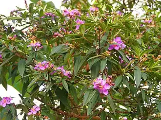 Общий вид цветущего растения. Малайзия