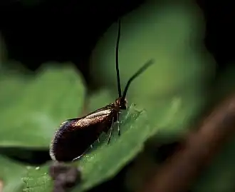 Melinopteryx bilobata