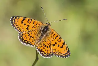 Melitaea collina