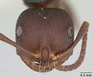 Melophorus majeri