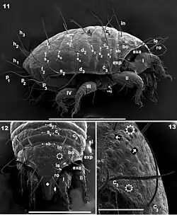 Meristacarus perikopesis